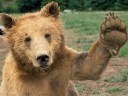 10 cute animal wallpapers 01 128x96 10 cute animal wallpapers