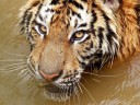10 cute animal wallpapers 02 128x96 10 cute animal wallpapers