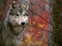 10 cute animal wallpapers 04 128x96 10 cute animal wallpapers