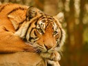 10 cute animal wallpapers 05 128x96 10 cute animal wallpapers