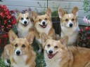 10 cute animal wallpapers 06 128x96 10 cute animal wallpapers