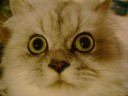 10 cute animal wallpapers 07 128x96 10 cute animal wallpapers