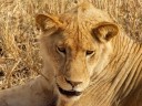 10 cute animal wallpapers 08 128x96 10 cute animal wallpapers