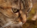 10 cute animal wallpapers 09 128x96 10 cute animal wallpapers