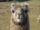 10 cute animal wallpapers 10 128x96 10 cute animal wallpapers
