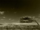 Arboreal_ballet_by_Bob_Farrell Arboreal ballet by Bob Farrell 128x96 Ubuntu 11.04 wallpapers