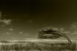 Arboreal ballet by Bob Farrell 250x167 Arboreal ballet by Bob Farrell