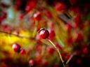 Berries_by_Orb9220 Berries by Orb9220 128x96 Ubuntu 11.04 wallpapers