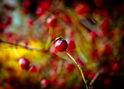 Berries_by_Orb9220 Berries by Orb9220 250x179 Berries by Orb9220