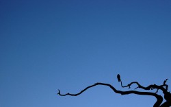 Bird by Magnus 250x156 Bird by Magnus