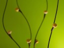 Green_by_Alan_Mattila Green by Alan Mattila 128x96 Ubuntu 11.04 wallpapers