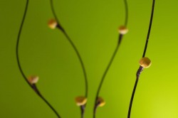 Green by Alan Mattila 250x166 Green by Alan Mattila