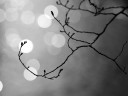 Touch_the_light_by_Matt_Katzenberger Touch the light by Matt Katzenberger 128x96 Ubuntu 11.04 wallpapers