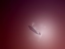 Variations-On-Natty-Narwhal-1_by_madeinkobaia Variations On Natty Narwhal 1 by madeinkobaia 128x96 Ubuntu 11.04 wallpapers