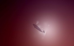 Variations On Natty Narwhal 1 by madeinkobaia 250x156 Variations On Natty Narwhal 1 by madeinkobaia