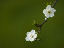 White_flowers_by_Garuna_bor-bor White flowers by Garuna bor bor 128x96 Ubuntu 11.04 wallpapers