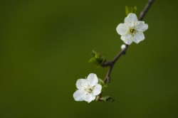 White_flowers_by_Garuna_bor-bor White flowers by Garuna bor bor 250x166 White flowers by Garuna bor bor
