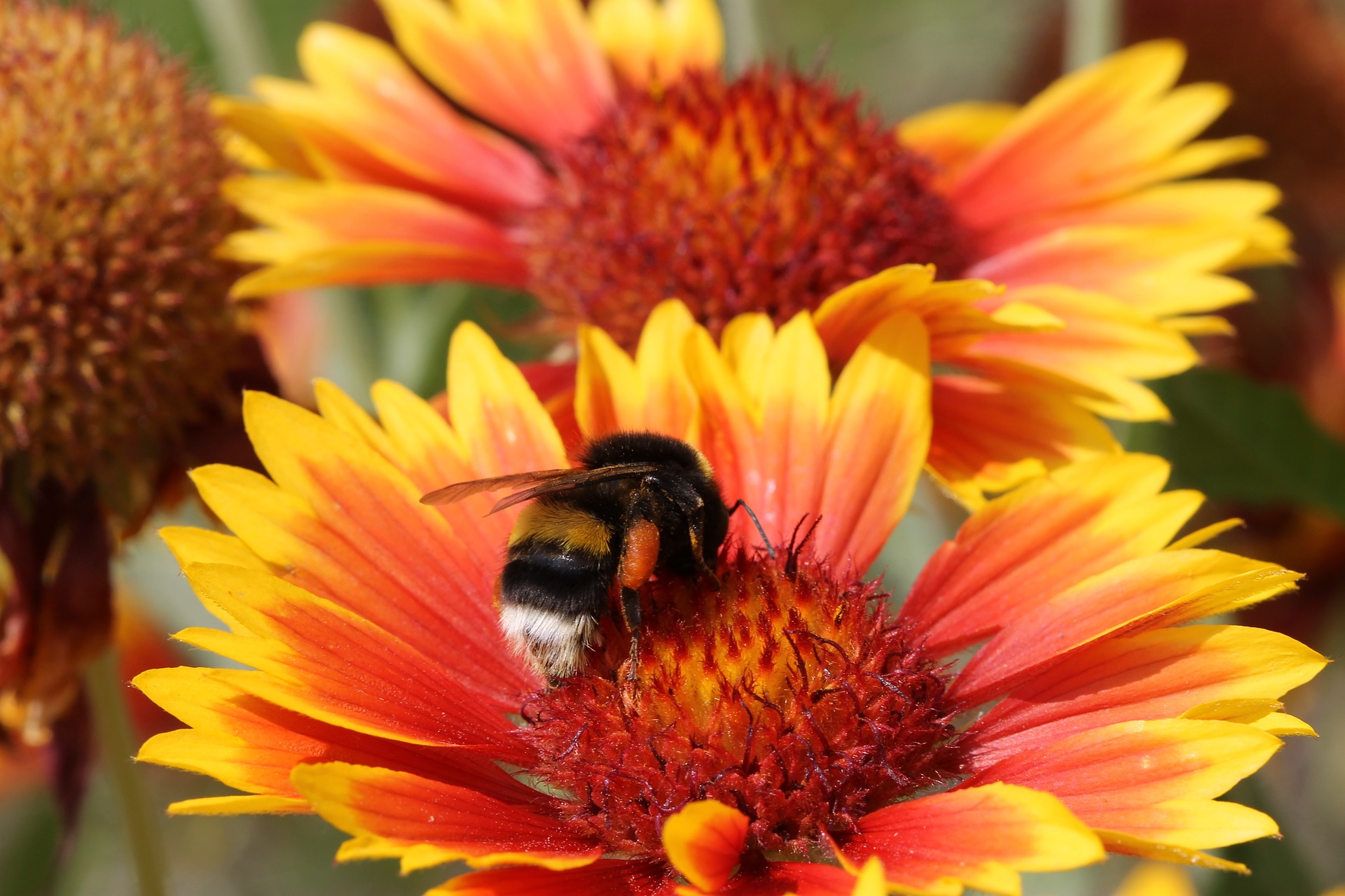 Download (Bumble)bees at work - Cute wallpapers
