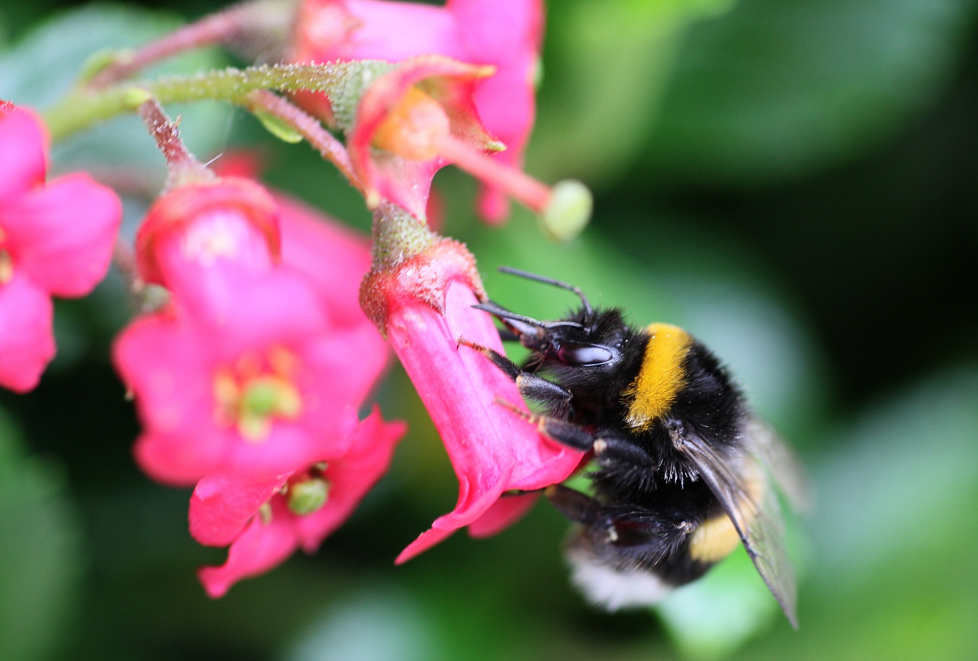 Download (Bumble)bees at work - Cute wallpapers