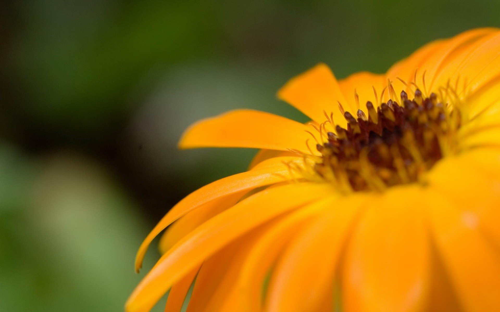 Open flower | Cute wallpapers